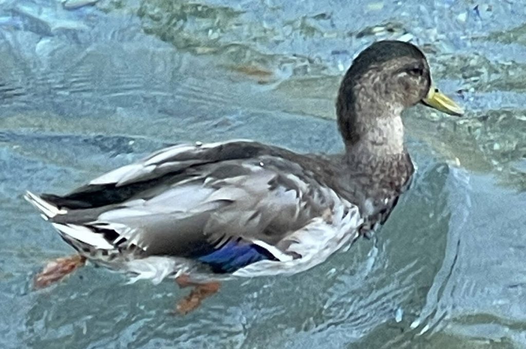 George the duck to take up residency at Las Vegas sanctuary