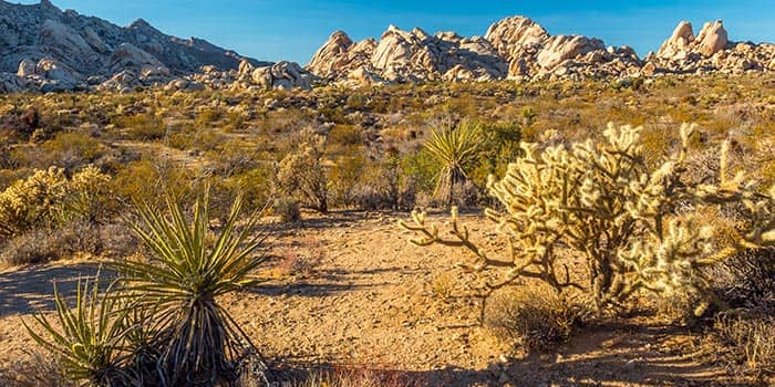 mojave-desert-nevada-usa-news