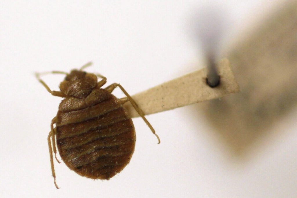Bedbugs bit guests at 2 Las Vegas Strip hotels, lawsuits say