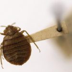 Bedbugs bit guests at 2 Las Vegas Strip hotels, lawsuits say